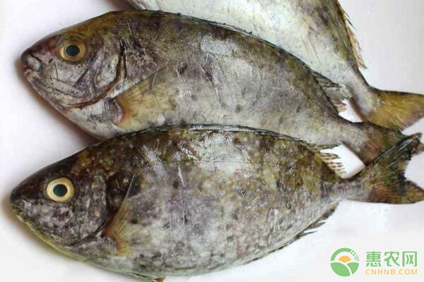水產(chǎn)養(yǎng)殖技術：水產(chǎn)養(yǎng)殖使用河水需要注意哪些？