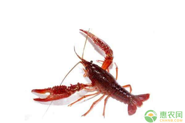 水產(chǎn)養(yǎng)殖技術：水產(chǎn)養(yǎng)殖使用河水需要注意哪些？
