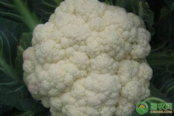 有機(jī)菜花怎么栽培？有機(jī)菜花高產(chǎn)種植管理技術(shù)