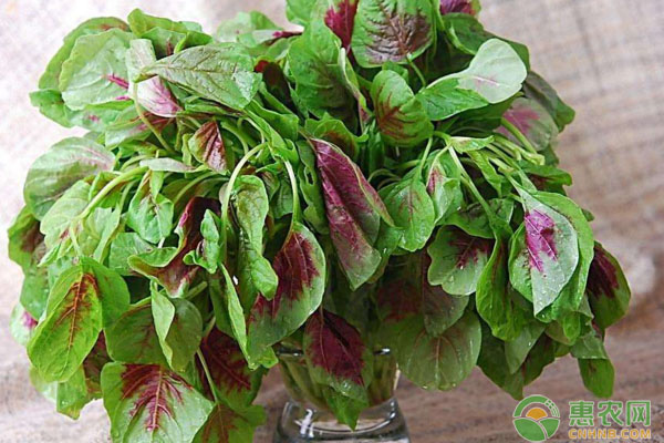 莧菜為何會出現(xiàn)死苗現(xiàn)象？莧菜死苗預(yù)防措施