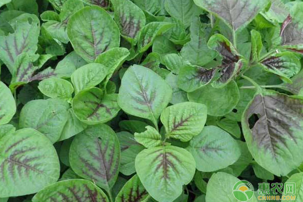 莧菜為何會出現(xiàn)死苗現(xiàn)象？莧菜死苗預(yù)防措施