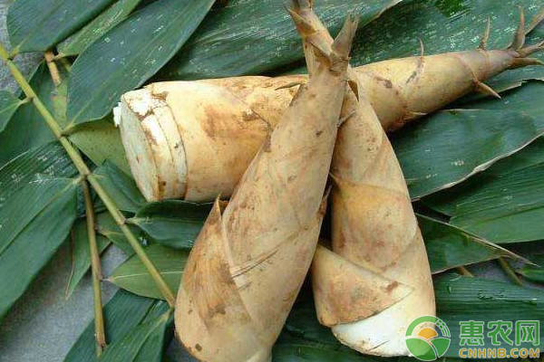竹筍種植想高產(chǎn)？這樣施肥是關(guān)鍵！