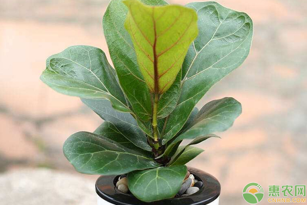 這幾款植物是家中必養(yǎng)品種，各位趕緊了解一下吧（附養(yǎng)殖方法）