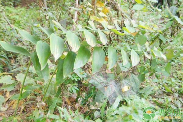 湖南多花黃精規(guī)范化栽培技術(shù)及病蟲(chóng)害防治要點(diǎn)
