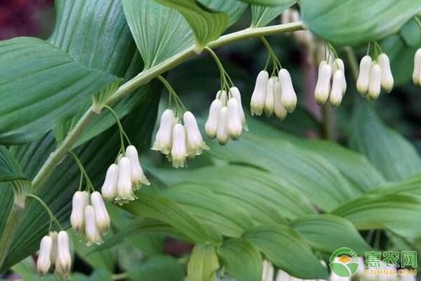 湖南多花黃精規(guī)范化栽培技術(shù)及病蟲(chóng)害防治要點(diǎn)