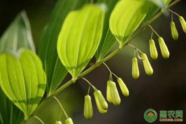湖南多花黃精規(guī)范化栽培技術(shù)及病蟲(chóng)害防治要點(diǎn)