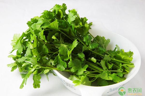香菜種植