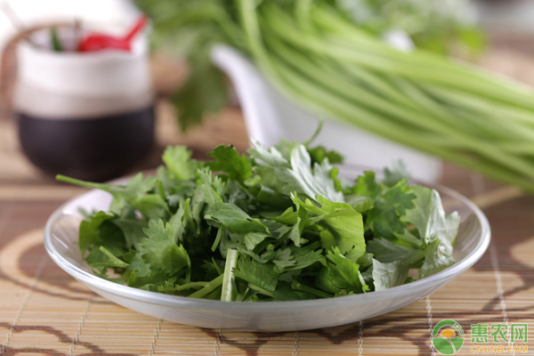 香菜增產(chǎn)秘訣