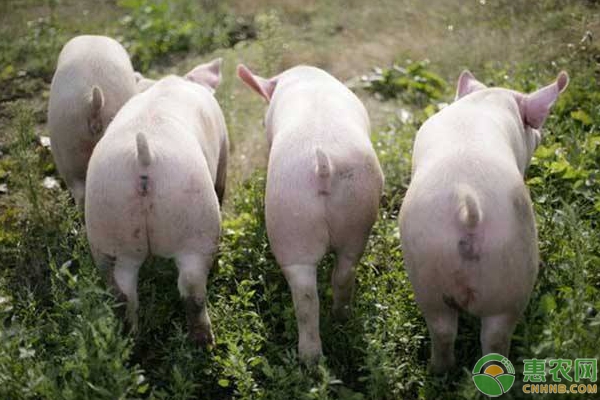 配制豬飼料的幾個常見誤區