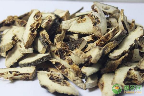 枳殼栽植技術及其病蟲害防治措施