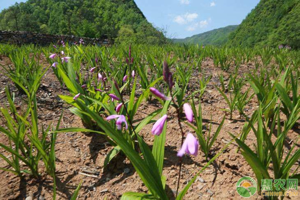 重茬種植農(nóng)作物的危害及改善方案