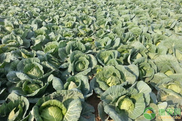 重茬種植農(nóng)作物的危害及改善方案