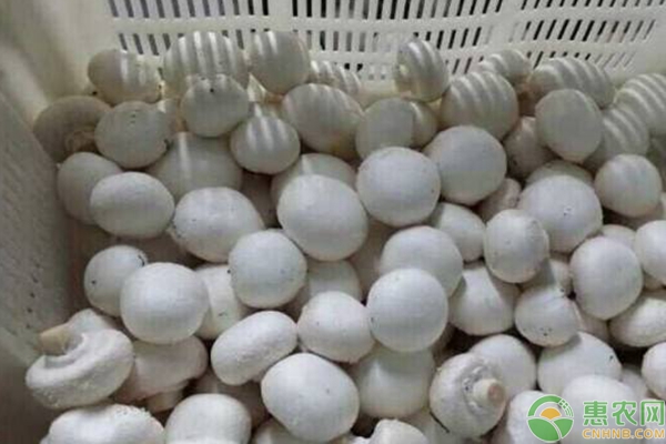 雙孢白蘑菇培養(yǎng)料的堆制技術(shù)詳解