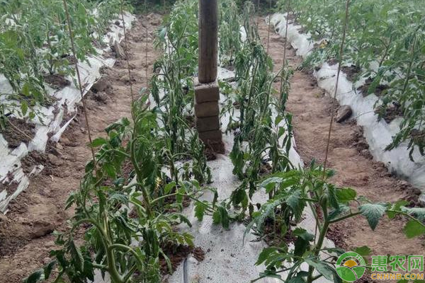 大棚蔬菜肥害、藥害防治措施