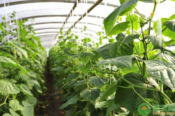 大棚蔬菜肥害、藥害、旱害、連茬障礙的防治措施
