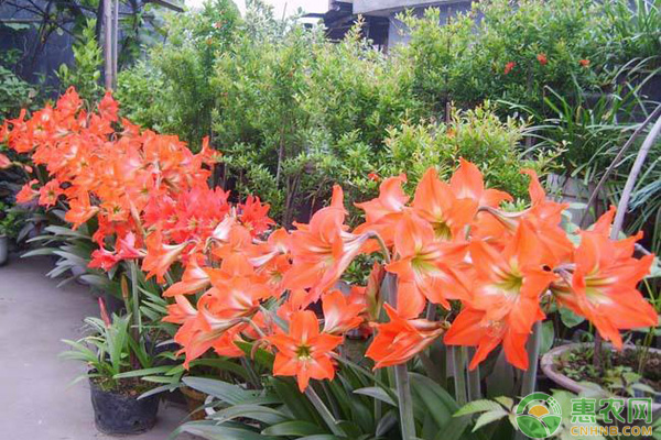 朱頂紅種植技巧
