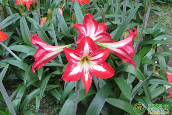 <a href='http://www.iweekee.cn/t/30238.html' class='j-href' target='_blank'><span style='color:#FF8001'>朱頂紅</span></a>