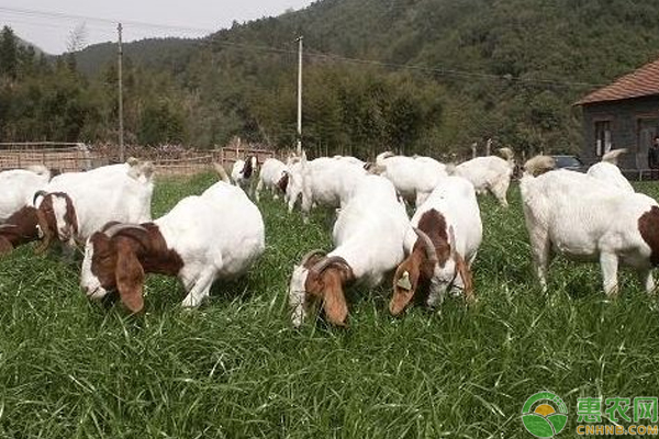 南方地區(qū)肉羊養(yǎng)殖存在的問題有哪些？