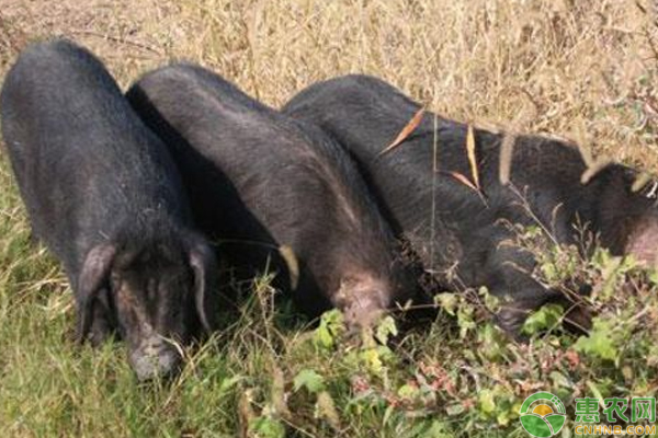 如何養(yǎng)殖出肉質(zhì)極好的豬？