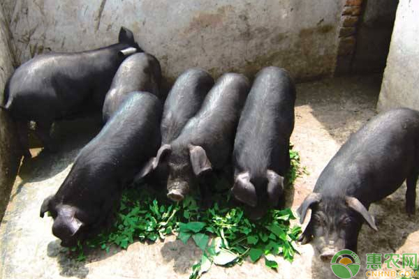 肉質(zhì)極好的豬需這樣飼養(yǎng)管理及鍛煉