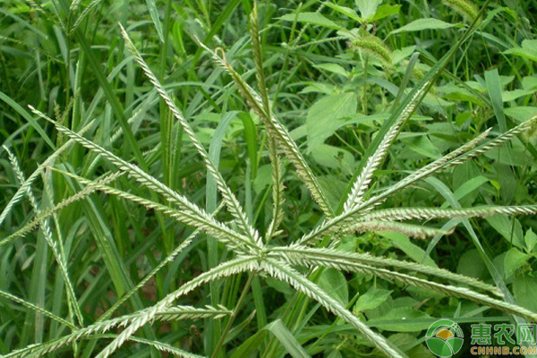 水稻牛筋草防治方法