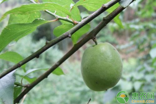 李樹常見的5種果實(shí)病害及其防治措施