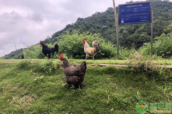 散养土鸡的坏死性肠炎的常见症状及治疗思路