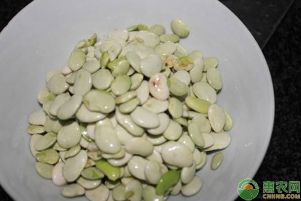 白玉豆種植需這樣選種及水肥管理