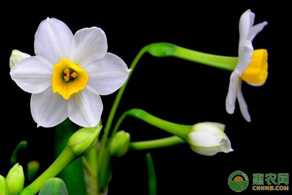 水仙花養(yǎng)殖過程中，如何才能讓葉子矮壯生長？