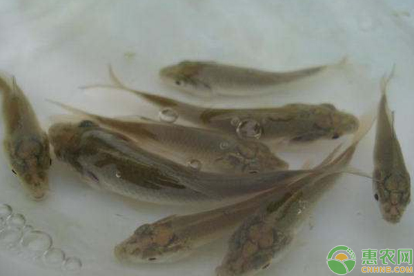 魚種網(wǎng)箱安全越冬三大關(guān)鍵要點(diǎn)