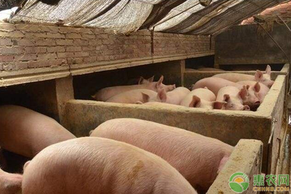 非洲猪瘟与猪流感的区分