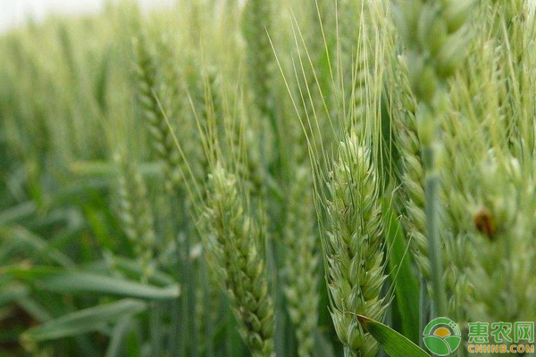 小麥種植畝使用多少化肥？（附用藥配方）