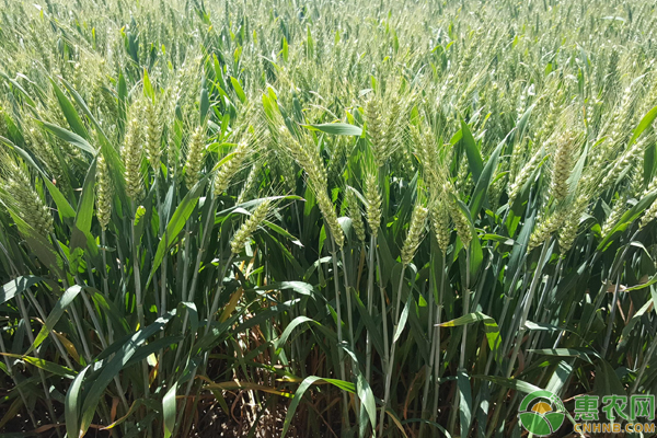 小麥種植怎么防治地下蟲？一畝使用多少化肥？（附用藥配方）