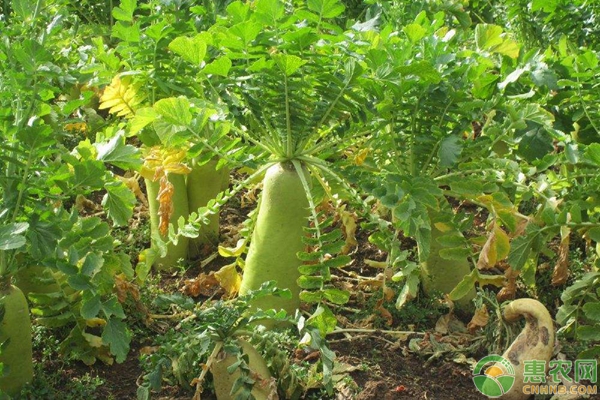 4種現(xiàn)代農(nóng)業(yè)的種植方式
