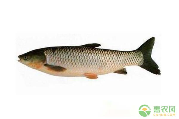 秋季魚種清塘分養(yǎng)、合理稀放、科學投餌管理技術