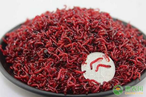 水蚯蚓投餌施肥有哪些注意事項(xiàng)？水蚯蚓人工池養(yǎng)殖技術(shù)