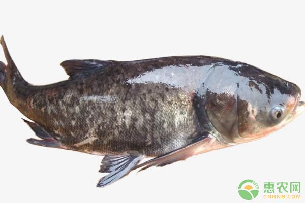 秋季魚種清塘分養(yǎng)、合理稀放、科學投餌管理技術