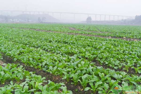 油菜高產(chǎn)種植需注意什么？這些選種、田間管理技巧是關(guān)鍵