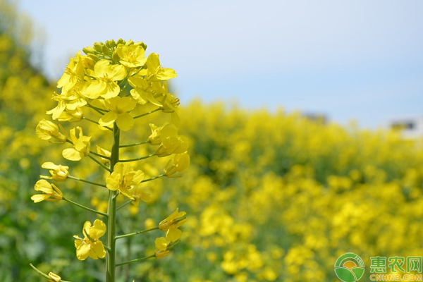 油菜高產(chǎn)種植需注意什么？