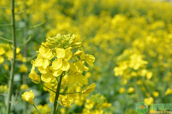 油菜高產(chǎn)種植這些選種、田間管理技巧是關(guān)鍵