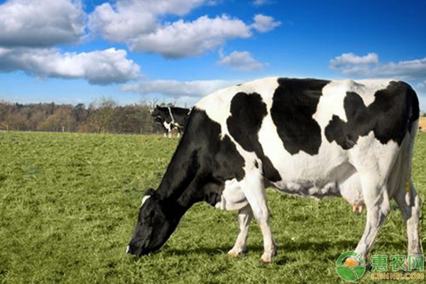 硫酸鎂治療奶牛繁殖疾病的適應癥及治療方法
