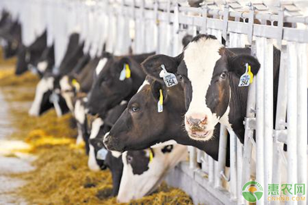 硫酸鎂治療奶牛繁殖疾病的適應癥及治療方法