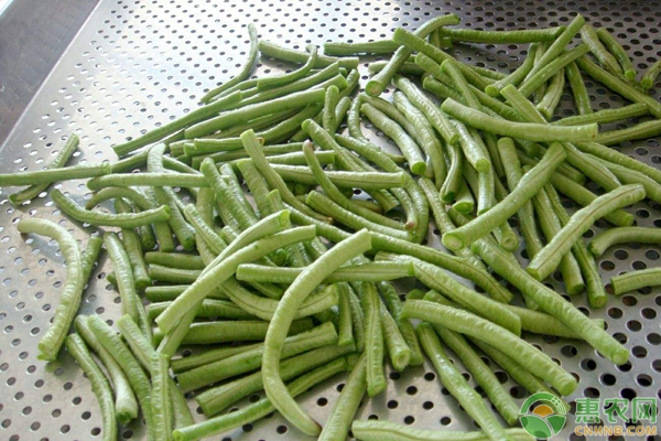 豇豆采摘期縮短與提前衰老的原因分析