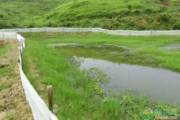 小龍蝦選苗與放苗技術(shù)要點