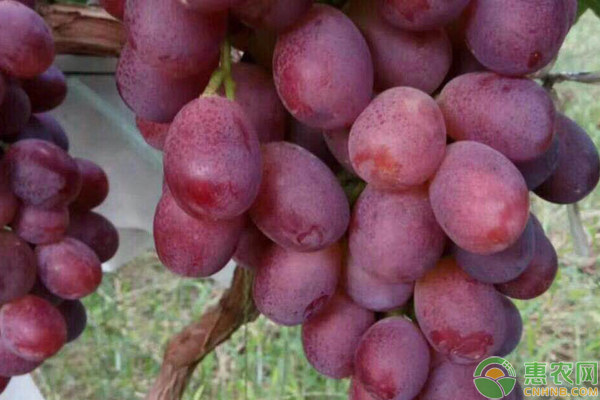 赛红玉葡萄品种特性图片