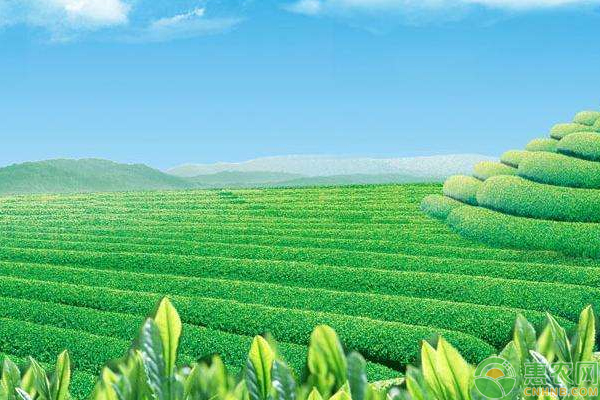 优质茶叶种植需这样施肥、修剪及封园