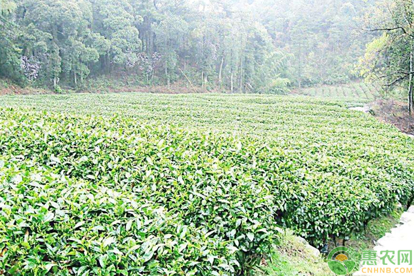 优质茶叶怎么种？