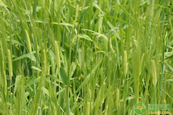 小麥返青肥和拔節(jié)肥如何施肥？有哪些注意事項？