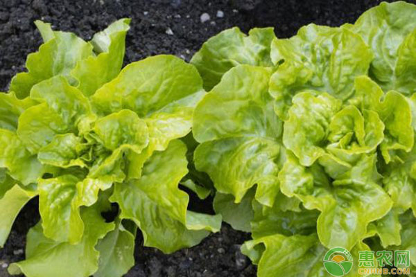 生菜播種時(shí)間和高產(chǎn)種植方法