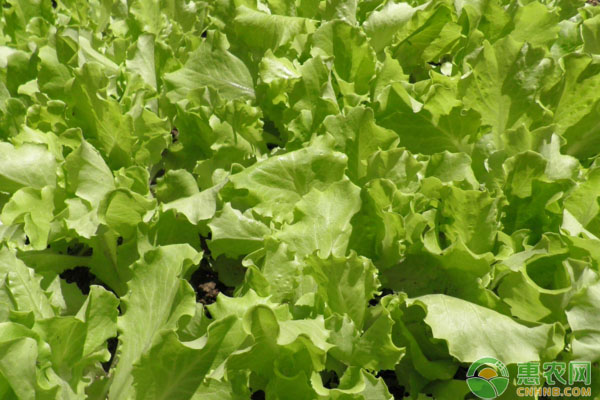 生菜播種時(shí)間和高產(chǎn)種植方法